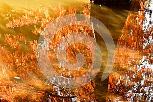 golden fir trees reflected in the water next to the pond