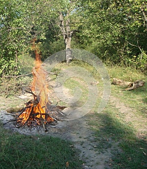 A golden fire at the edge of the forest