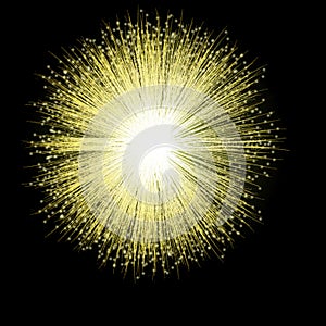 Golden Firework Blossom