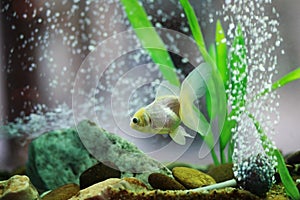 Golden fish in aquarium or fishbowl