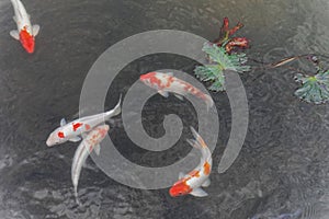 Golden fish in a basin as a chinese composition. royal city of huÃ©