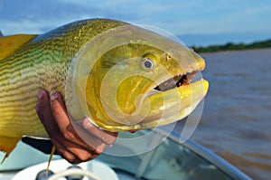 Golden fish Golden fish named Dourado photo