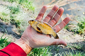 Golden fish in hand