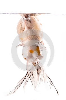 Golden fish isolated on white background.
