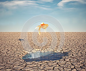 Golden fish jumps off a water puddle in the desert. Escape and stuck concept