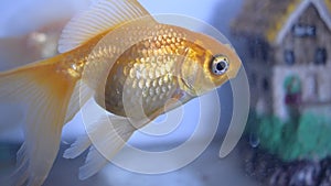 Golden fish playing in an aquarium