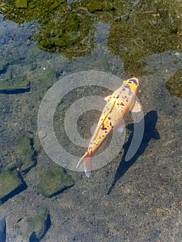 Golden fish in pool in Tirta Gangga temple in Bali