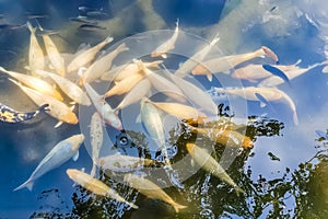 Golden fish in pool in Tirta Gangga temple in Bali