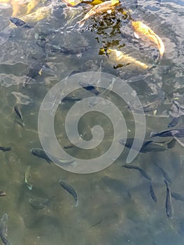 Golden fish in pool in Tirta Gangga temple in Bali