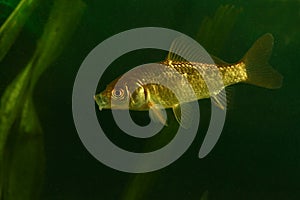 Golden fish, Prussian carp