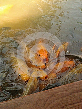 golden fish seeking for food