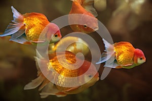 Golden fish swiming in tank
