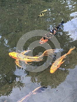 Golden Fish Swimming in the Pool