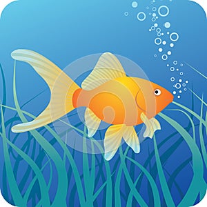 Golden fish under water