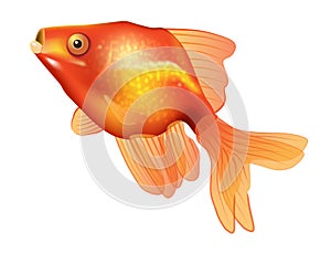 Golden Fish Vector