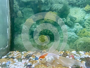 Golden fishes in a aquarium