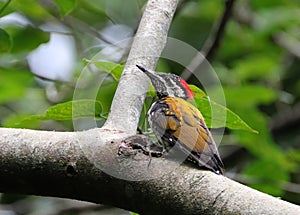 Golden flameback woodpecker