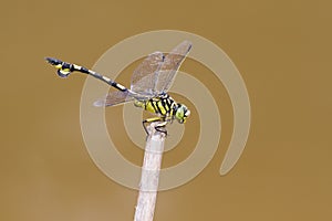 Golden Flangetail - Portrait of dragonfly