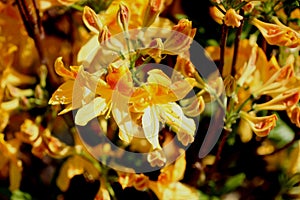 Golden Flare Azalea,  Azalea x `Golden Flare`