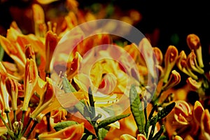 Golden Flare Azalea,  Azalea x `Golden Flare` photo