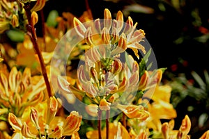 Golden Flare Azalea,  Azalea x `Golden Flare` photo