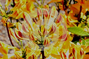 Golden Flare Azalea,  Azalea x `Golden Flare` photo
