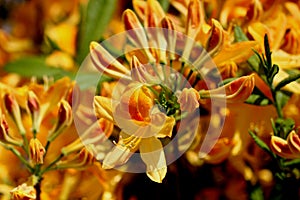 Golden Flare Azalea,  Azalea x `Golden Flare` photo