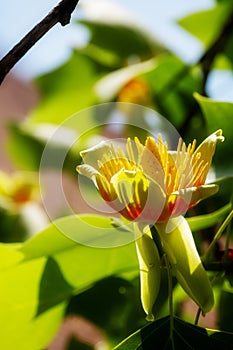 Golden flower blossom and green leaves of Liriodendron tulipifera beautiful ornamental tree, American tulip tree, tulipwood, tulip