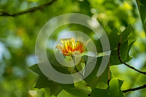 Golden flower blossom of the liriodendron, or Tulip tree lat. Liriodendron of the Magnolia family lat. Magnoliaceae in