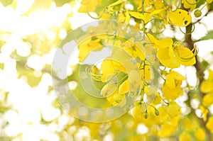 Golden Flower or Cassia Fistula.