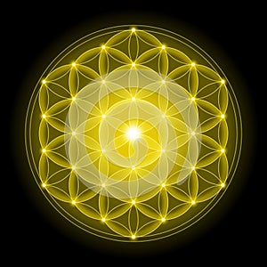 Golden Flower of Life on Black Background