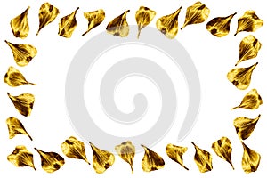 Golden flower petals picture frame isolated closeup, white background, decorative gold metal floral border, foliage pattern