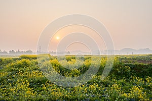 Golden flowering rape field at sunrise