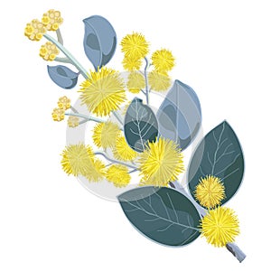 Golden Flowering Wattle Tree Flowers