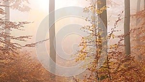 Golden foggy forest in autumn