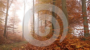 Golden foggy trees in autumn forest