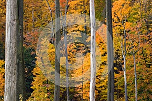 Golden Foliage