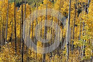 Golden Foliage on Aspen Trees