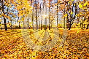 Golden foliage in the autumn park Elagin Island. The sun is hiding in the trees. The sun`s rays fall on the yellow