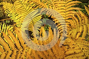 Golden foliage of cinnamon ferns in Bigelow Hollow, Connecticut.