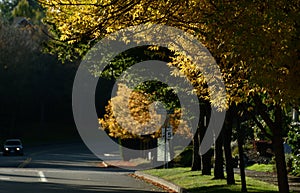 Golden foliage over residential road during fall season