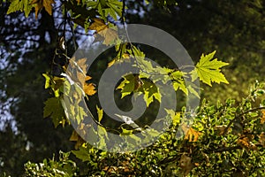 Golden foliage of the sycamore tree in the light of the sun. Autumn leaf fall in Israel