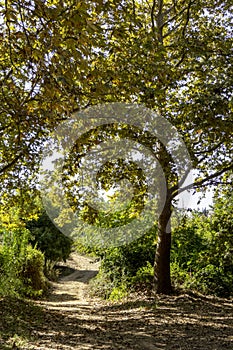 Golden foliage of the sycamore tree in the light of the sun. Autumn leaf fall in Israel