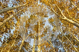 Golden forest in autumn in Sa`dabad palace Complex, built by the Qajar and Pahlavi monarchs, located in Shemiran, Greater Tehran, photo