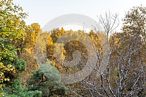 Golden forest in autumn in Sa`dabad palace Complex, built by the Qajar and Pahlavi monarchs, located in Shemiran, Greater Tehran, photo