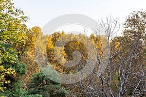 Golden forest in autumn in Sa`dabad palace Complex, built by the Qajar and Pahlavi monarchs, located in Shemiran, Greater Tehran, photo