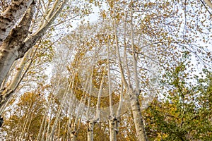 Golden forest in autumn in Sa`dabad palace Complex, built by the Qajar and Pahlavi monarchs, located in Shemiran, Greater Tehran, photo