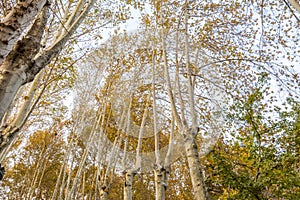 Golden forest in autumn in Sa`dabad palace Complex, built by the Qajar and Pahlavi monarchs, located in Shemiran, Greater Tehran,