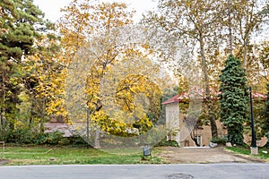 Golden forest in autumn in Sa`dabad palace Complex, built by the Qajar and Pahlavi monarchs, located in Shemiran, Greater Tehran,