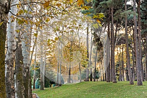 Golden forest in autumn in Sa`dabad palace Complex, built by the Qajar and Pahlavi monarchs, located in Shemiran, Greater Tehran, photo